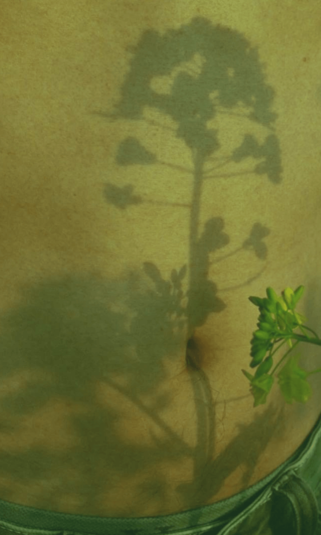 Close-up of a green plant with a blurred background